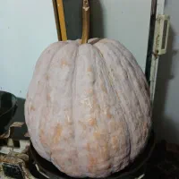 کدو محلی شیرین