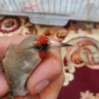 سهرهای نر|پرنده|رشت, اسماعیل آباد|دیوار