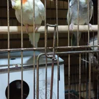 دو جفت عروس روی تخم معاوضه با سگ