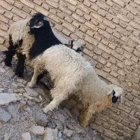 بره  نر گوشتی و سرپا