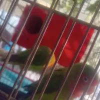 طوطی کتوله برزیلی|پرنده|شیراز, محراب|دیوار