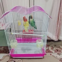 دوجفت طوطی برزیلی نروماده .