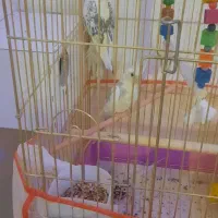 عروس هلندی دوکت|پرنده|زهک, |دیوار