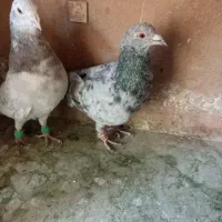 کبوتر هفت‌رنگ سار سرور نروماده عالی