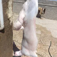 گوشت بره شیرمش