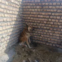 توله خراسانی