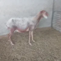 میش و بره|حیوانات مزرعه|سرپل ذهاب, |دیوار