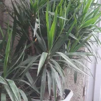 گل درختچه یوکا|گل و گیاه طبیعی|گرگان, |دیوار