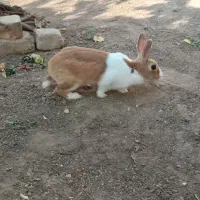 خرگوش خونگی