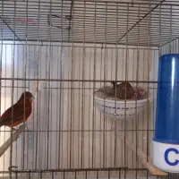 تعدادی قناری روی تخم و جوجه