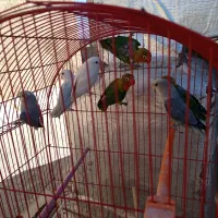 طوطی برزیلی های زیبا