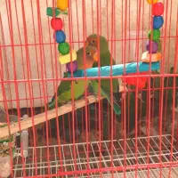 طوطی برزیلی