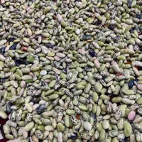 لوبیا(پاچ باقالا)