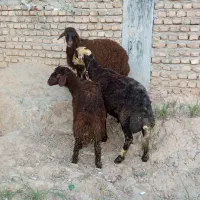 بره نر بروجردی مخصوص قوچی و بره برایی کشتار