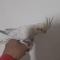 عروس هلندی|پرنده|تهران, چیتگر شمالی|دیوار