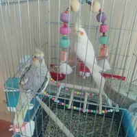 عروس هلندی نر و ماده سرحال|پرنده|پاکدشت, پارچین|دیوار