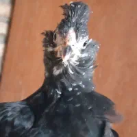 نیمچه گلین مرغ و خروس|حیوانات مزرعه|اسلام‌شهر, شاطره|دیوار