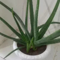 آلوئه ورا|گل و گیاه طبیعی|لاران, |دیوار