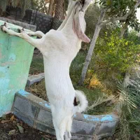 بز گ|حیوانات مزرعه|سیراف, |دیوار