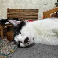 واگذاری گربه فوری پوارو|گربه|مشکیندشت, |دیوار