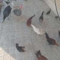 مرغ وبوقلمون