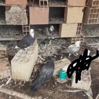 کبوتر