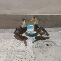دوعدد.  اوردک نر