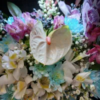 مداح/مداحی  مراسم ترحیم و فاطمیه