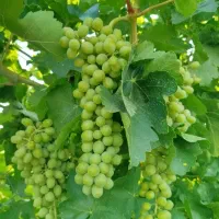 غورره آبدار وبا کیفیت