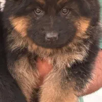 توله ژرمن اصیل