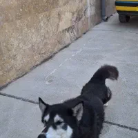 سگ هاسگی|سگ|کهریزک, |دیوار