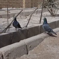 کپوتر پلاکی