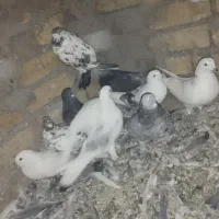 کبوتر جفت|پرنده|سجاس رود, |دیوار