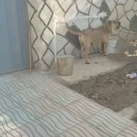 سگ سرابی نر|سگ|تبریز, |دیوار