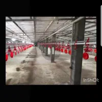 فروش مرغداری نکا