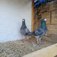 با یاد خدا یه مشت کبوتر رنگی وگرفتنی|پرنده|قم, شهرک مهدیه (مدرس)|دیوار