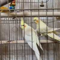 عروس هلندی جفت