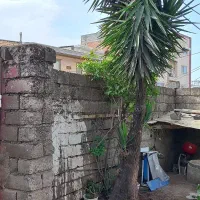 بآغبانی و درختکاری فضای سبز|گل و گیاه طبیعی|فریدونکنار, |دیوار