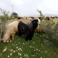 دوبر