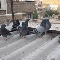 ۱۰تا کفتر زاغ و سبز یکجایی