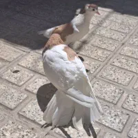 کبوتر ساده