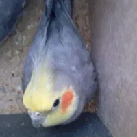 عروس هلندی نر مست