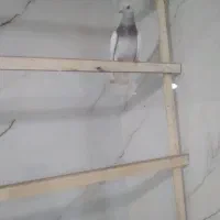 اغون دم سفید ماده پاک بدون قلط