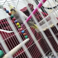 عروس هلندی ماده|پرنده|مشهد, رده|دیوار