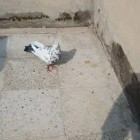 کفتر پرشی|حیوانات|ملارد, |دیوار