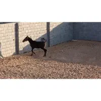 اسب دره شوری|اسب و تجهیزات اسب‌سواری|شهرضا, |دیوار