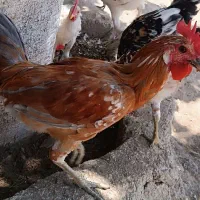 جوجه خروس محلیخ|حیوانات مزرعه|شیراز, نصر|دیوار