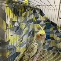 عروس هلندی دستی