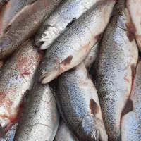 قزل آلا زنده ماهی سردابی|ماهی|تالش, هشتپر|دیوار