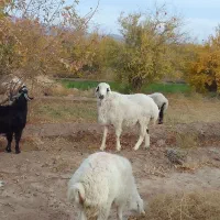 قوچ سفید|حیوانات مزرعه|نهبندان, |دیوار